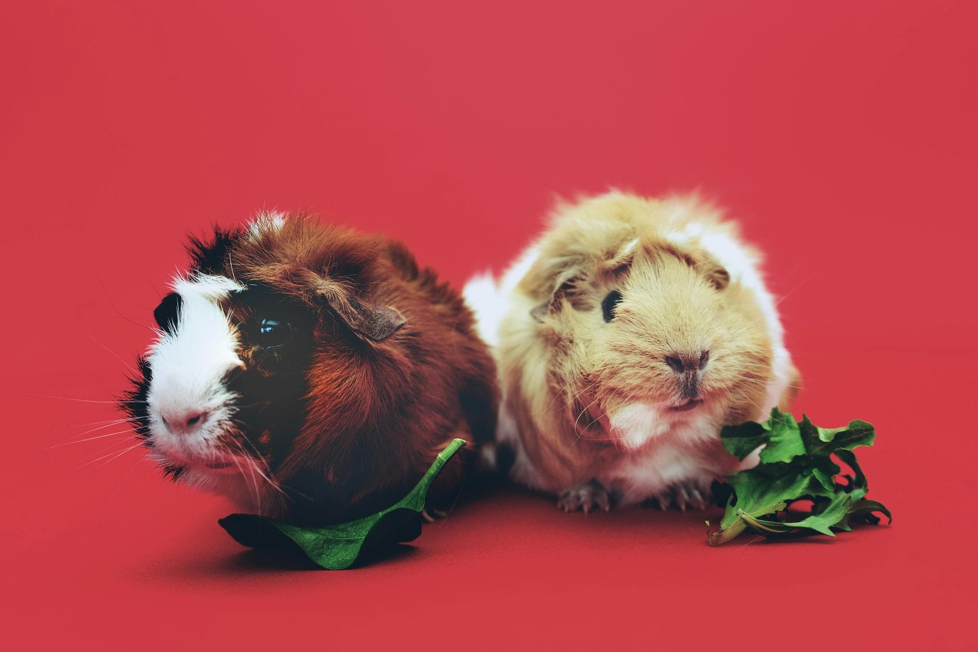 Specialist Vets in Cleveland