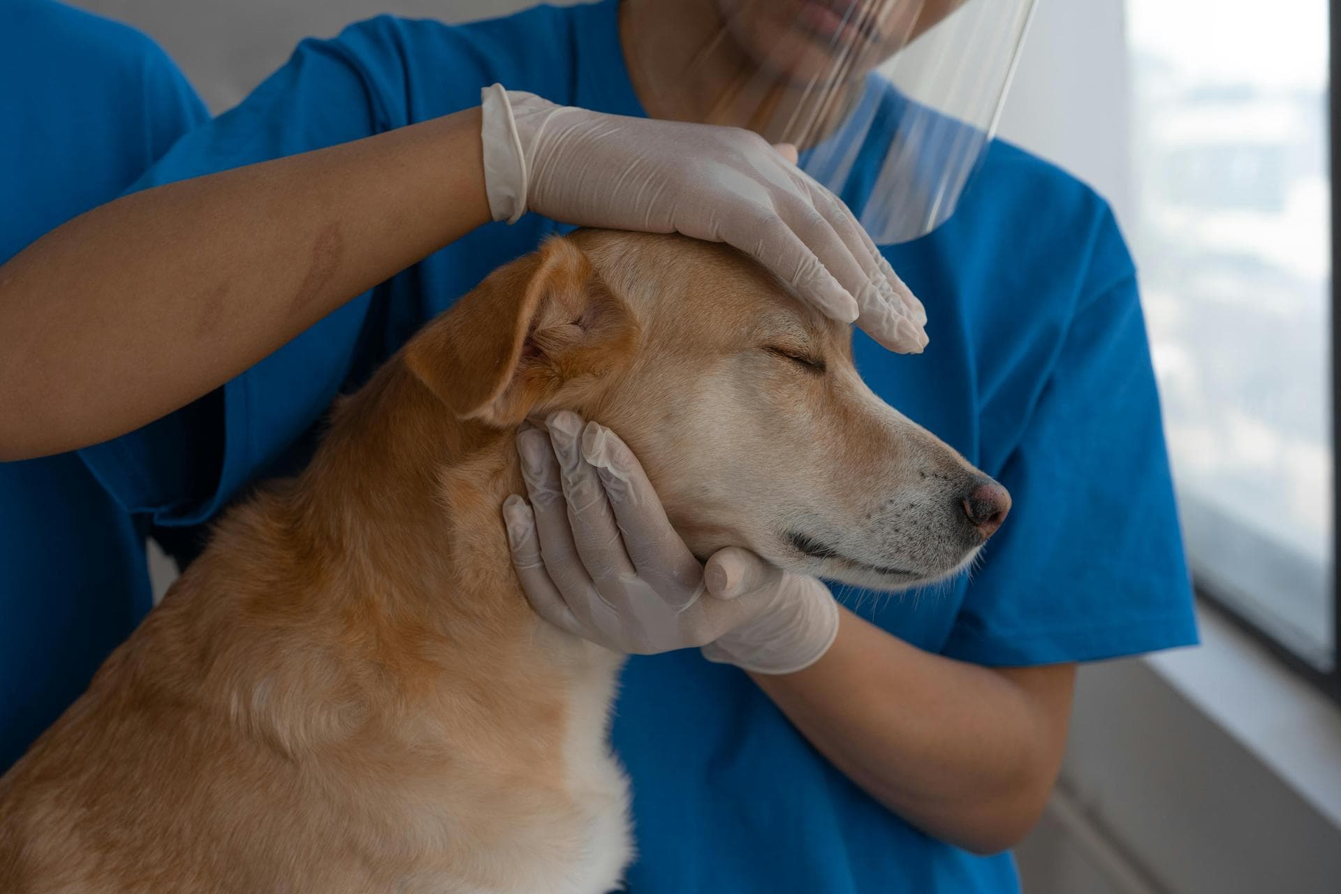 Emergency vets in Cleveland