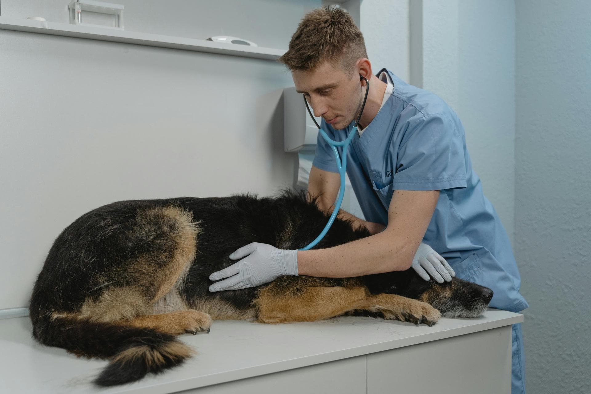 Best Vets in Cleveland
